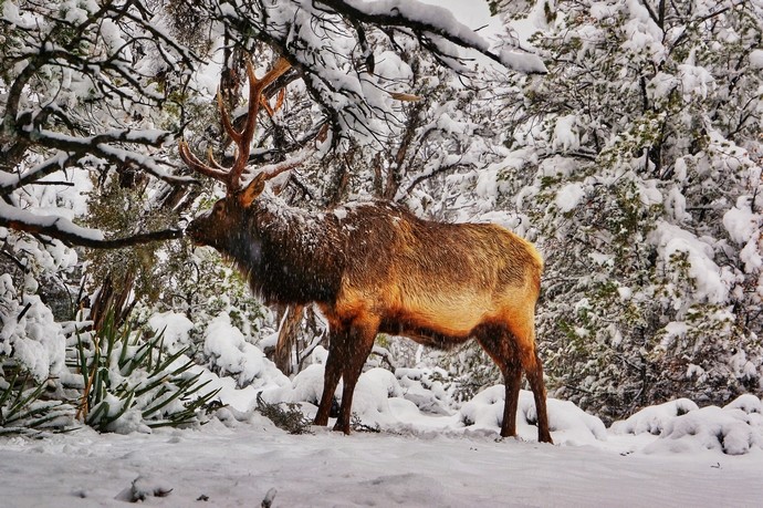 一等奖 综合部 蔡青 鹿.jpg